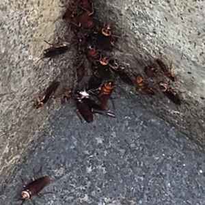 Lipas Amerika (Periplaneta americana) — gambar dekat menunjukkan saiz dan warna coklat kemerahan